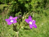 DSC00163
